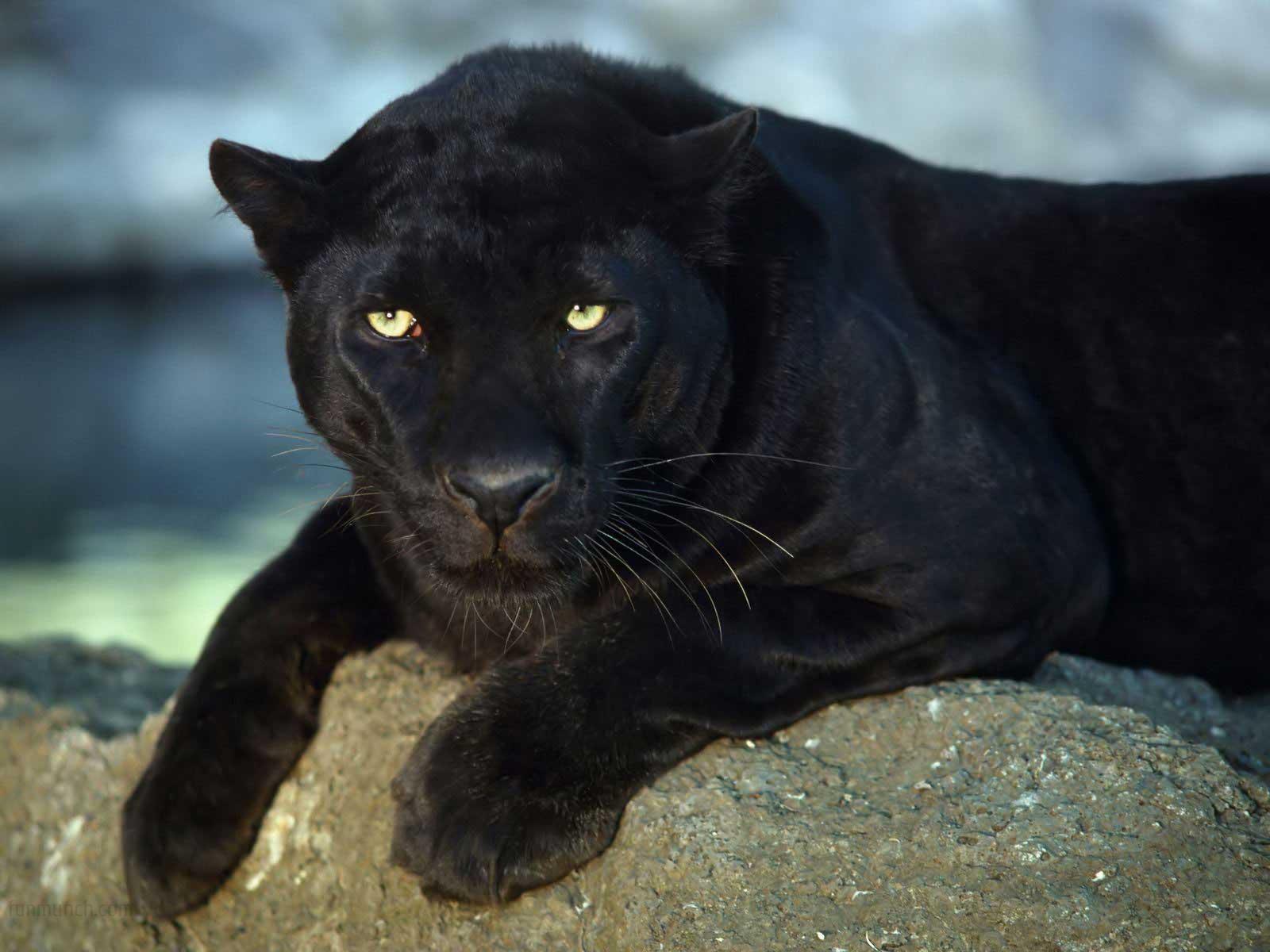 Animal 1