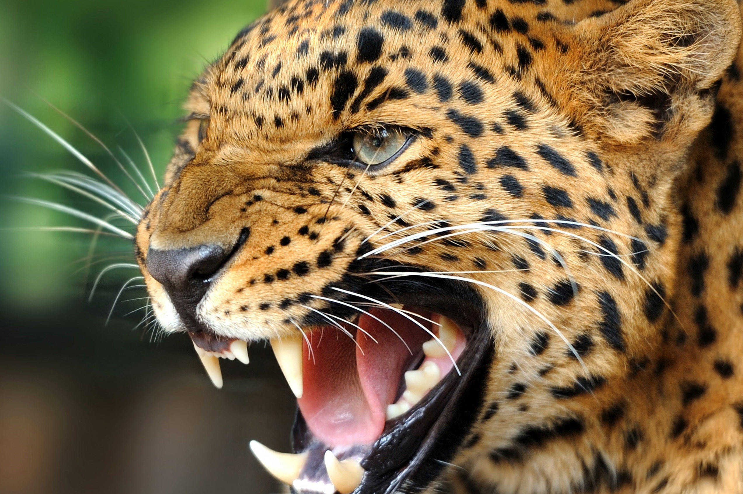 Animal 2