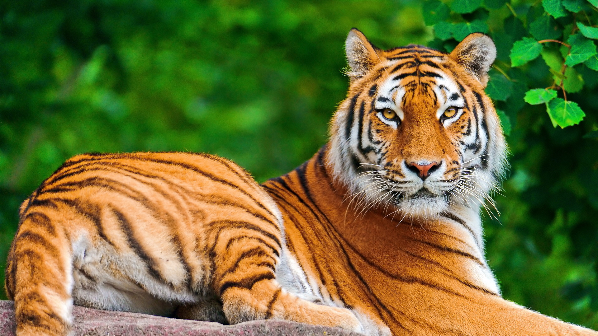 Animal 3